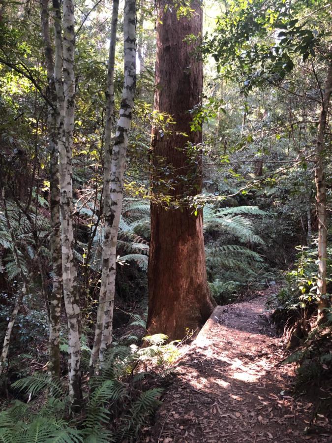 Twin Falls Bush Cottages Fitzroy Falls Εξωτερικό φωτογραφία