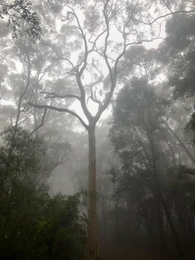 Twin Falls Bush Cottages Fitzroy Falls Εξωτερικό φωτογραφία